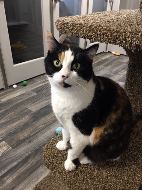 Calico Cattery Meridian