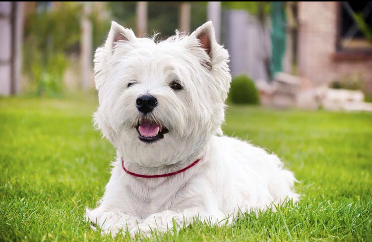 Doggie Day Spaw LLC Meridian