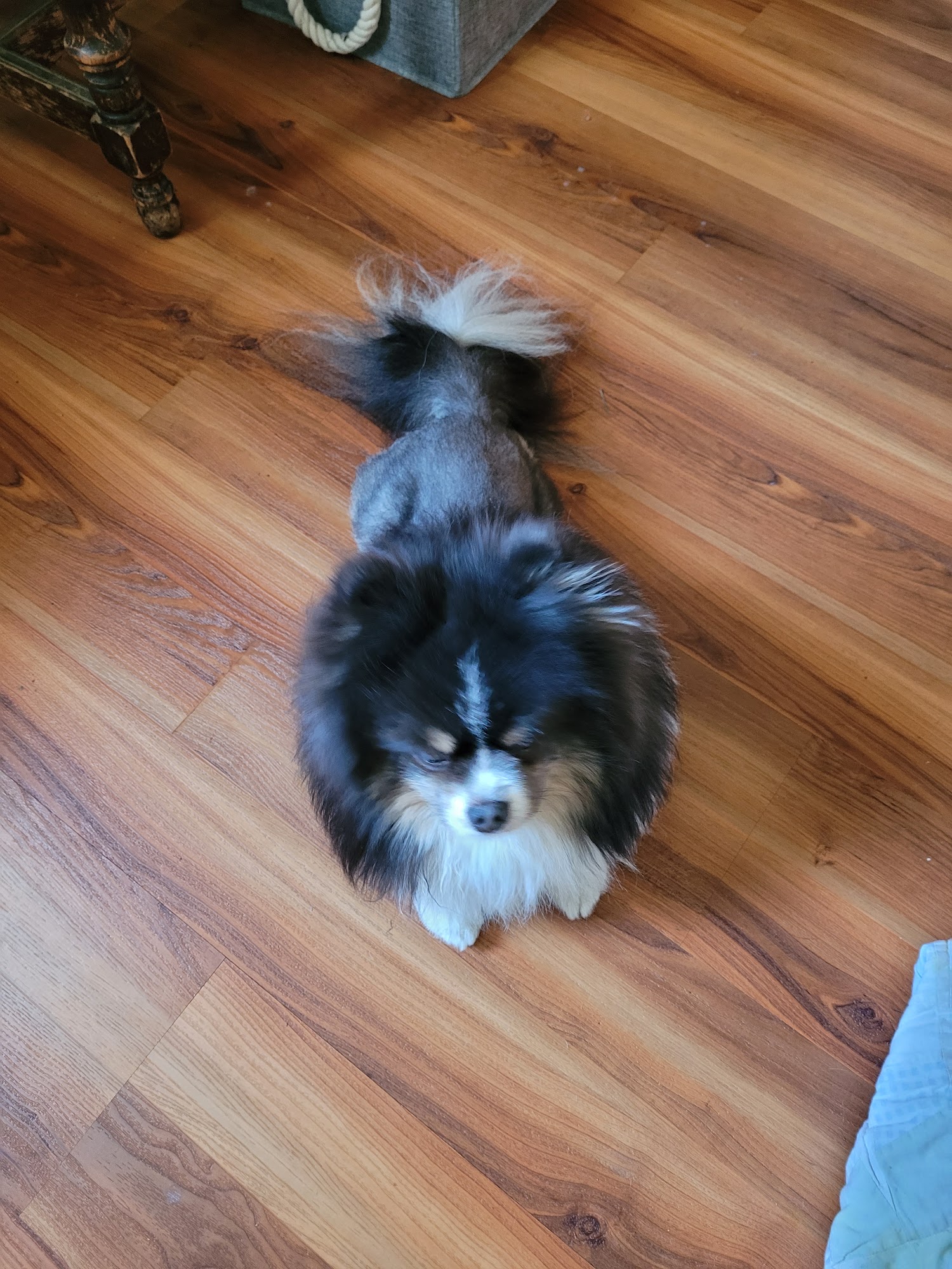 Paws n claws grooming Mountain Home