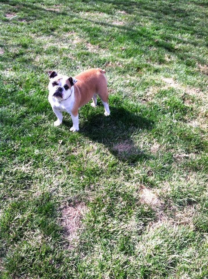 Puppy Love Suites and Catnip Quarters Nampa