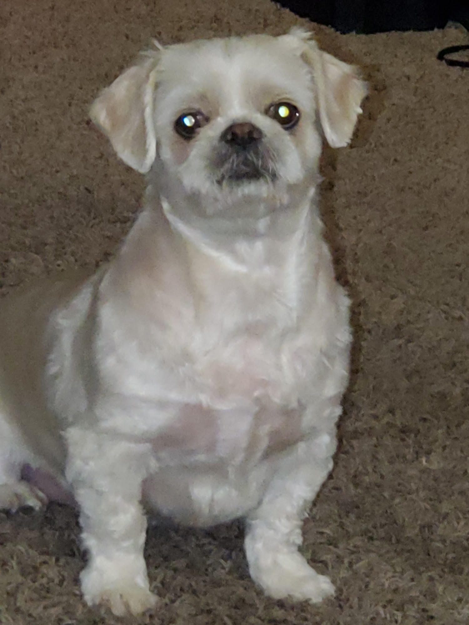 Custom Kritters Pocatello