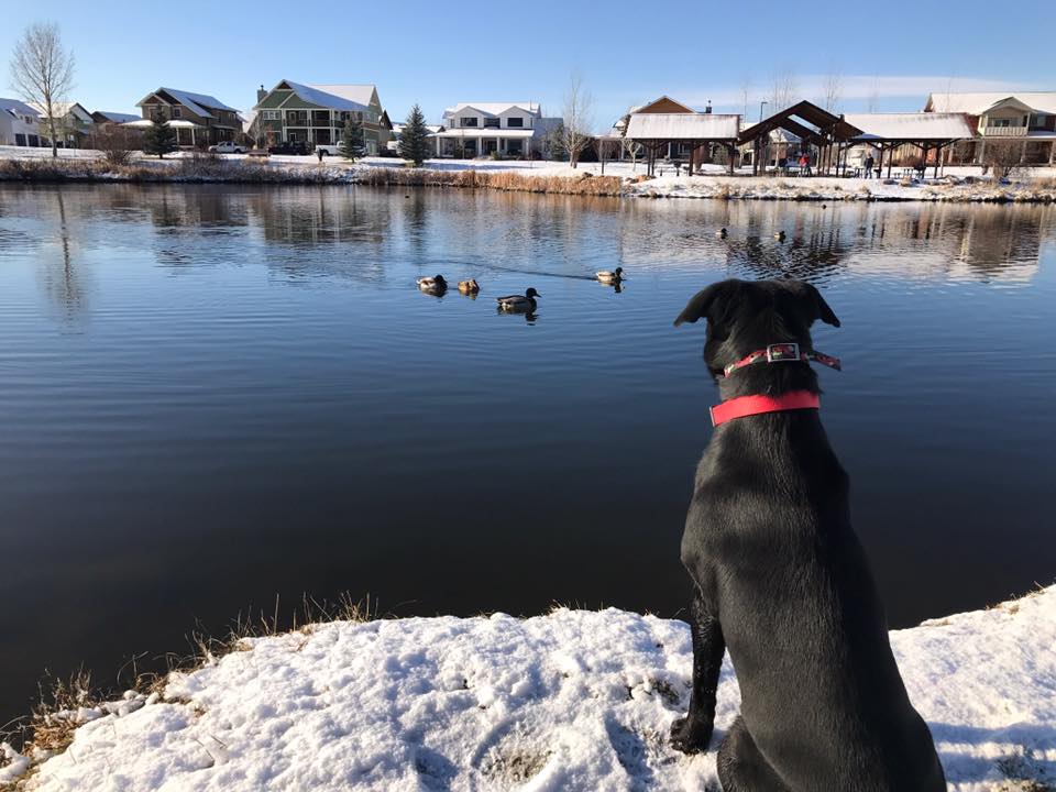 TK Hot Retrievers Pocatello