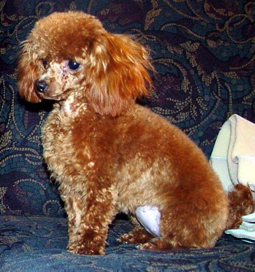 Idaho Jewels Poodles Rigby