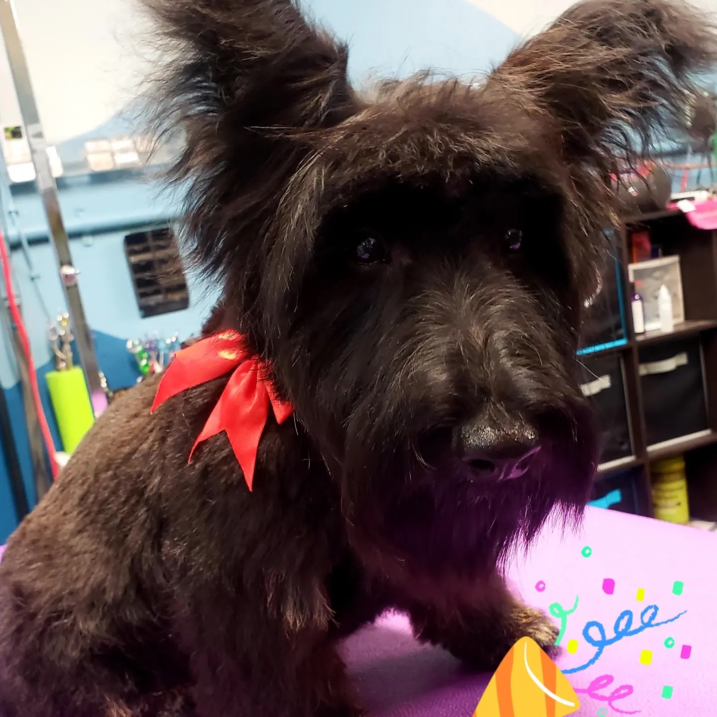 Ohana Pet Grooming and Dog Wash Twin Falls