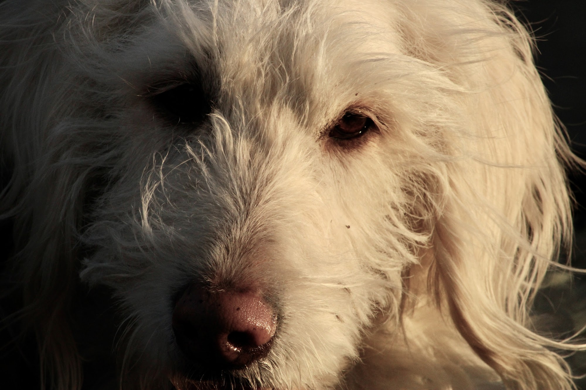 Wag-N-Tongue Twin Falls