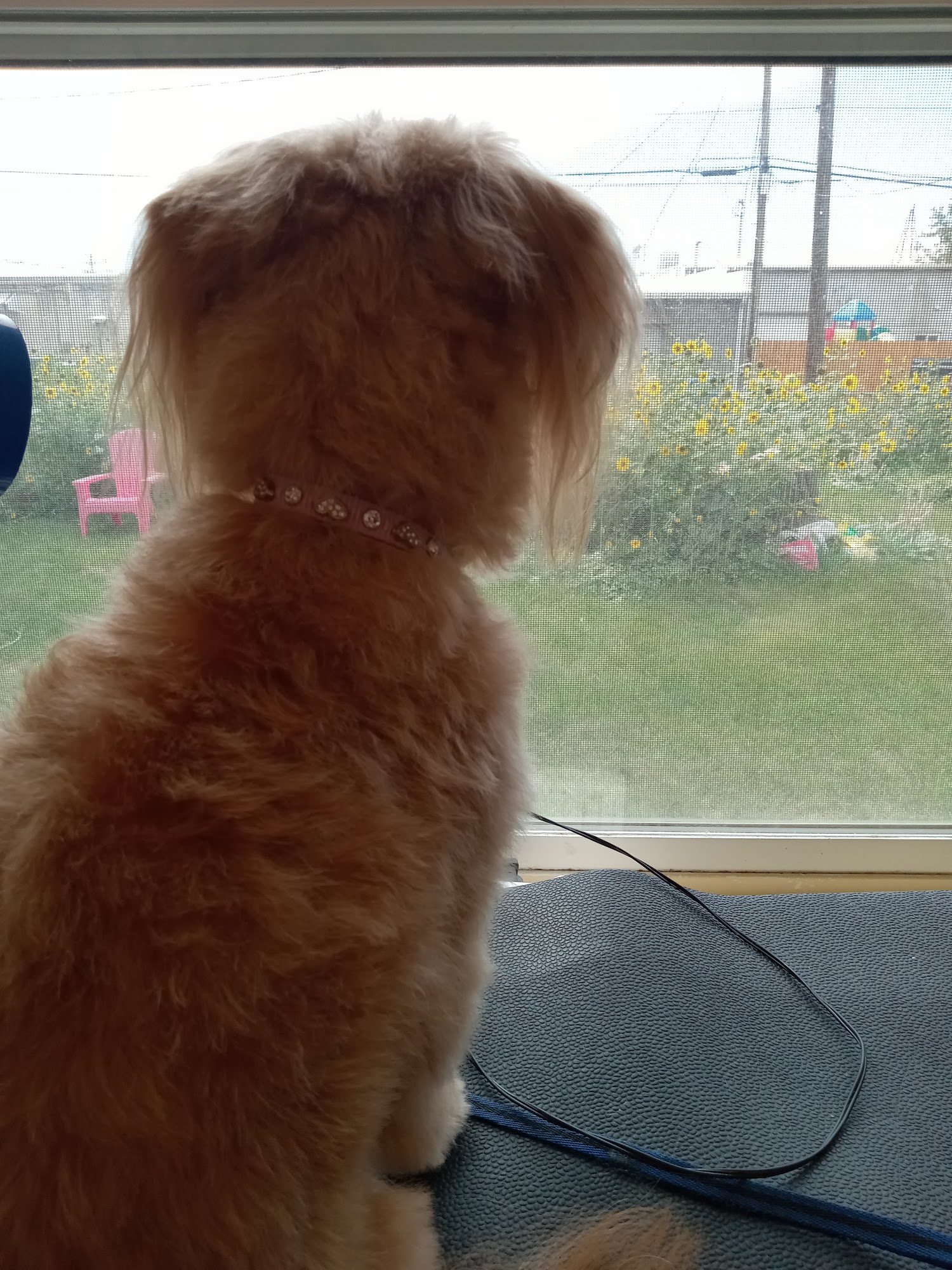 Pet Boutique Twin Falls