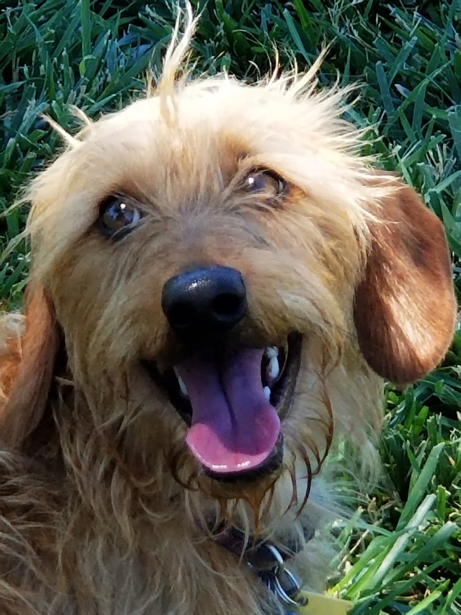 Hemingway's Happy Hounds Twin Falls