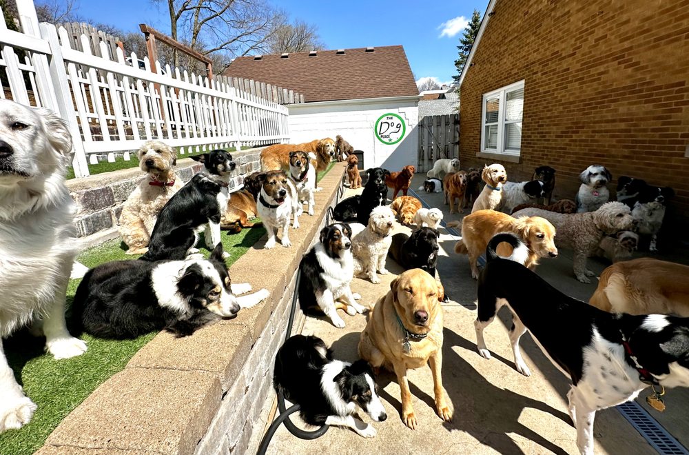 The Dog Place Algonquin