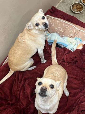 Foster's Training Center Antioch