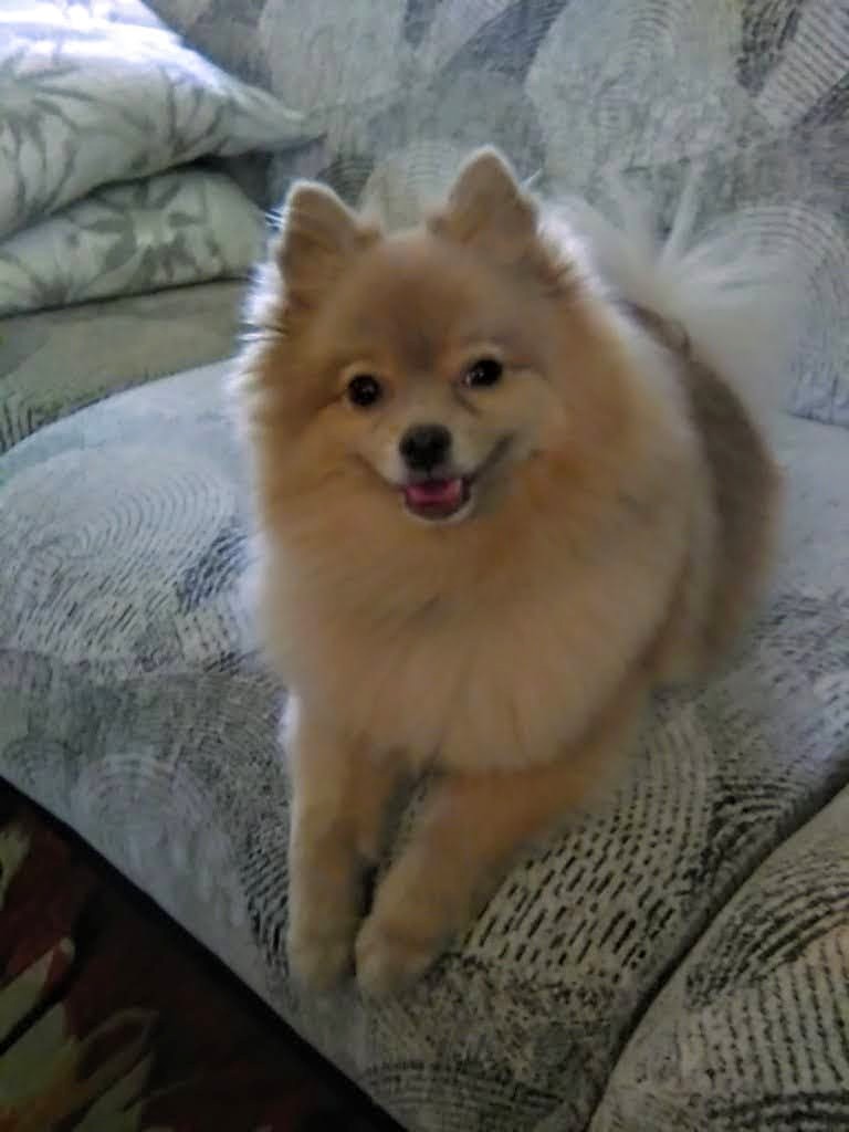 All Pets Groomed, Inc. Arlington Heights