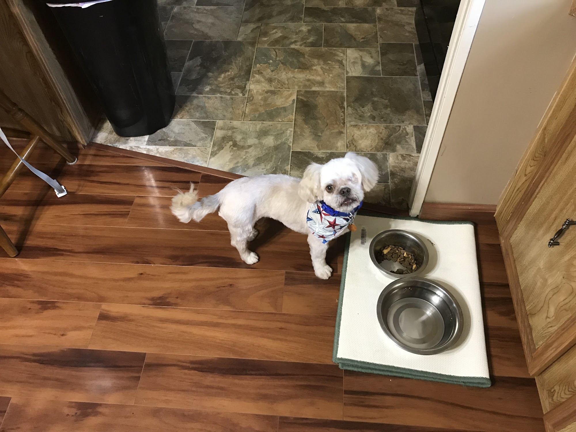 Canine Classic Clips Belleville