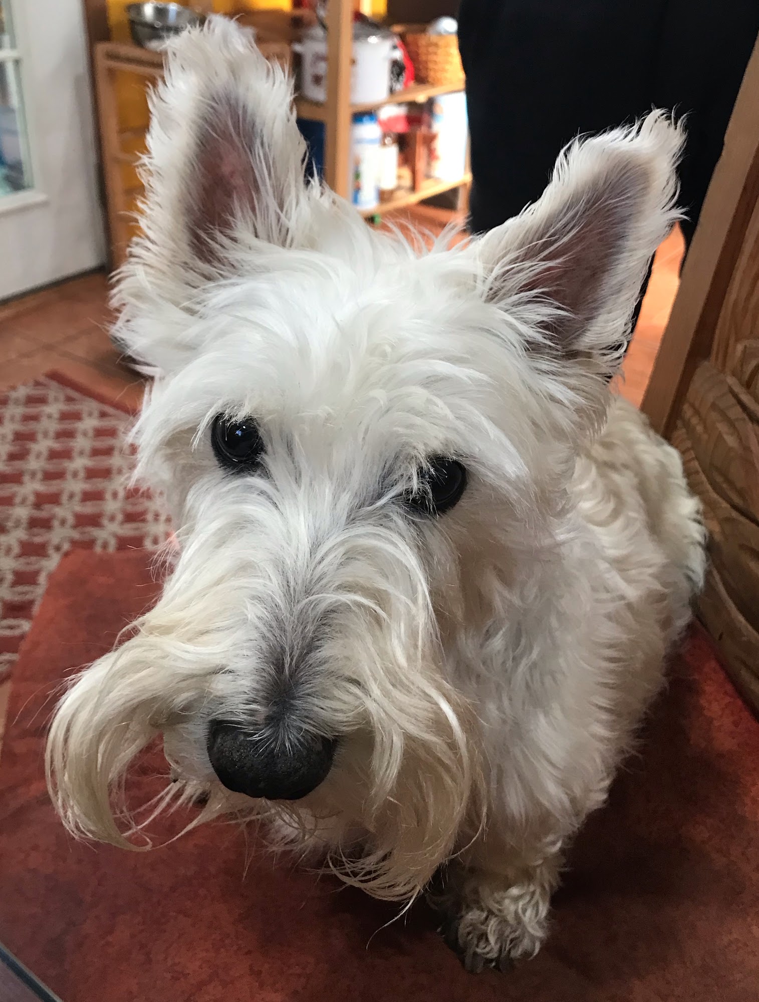 Chicagoland Pet Cremation Bloomingdale