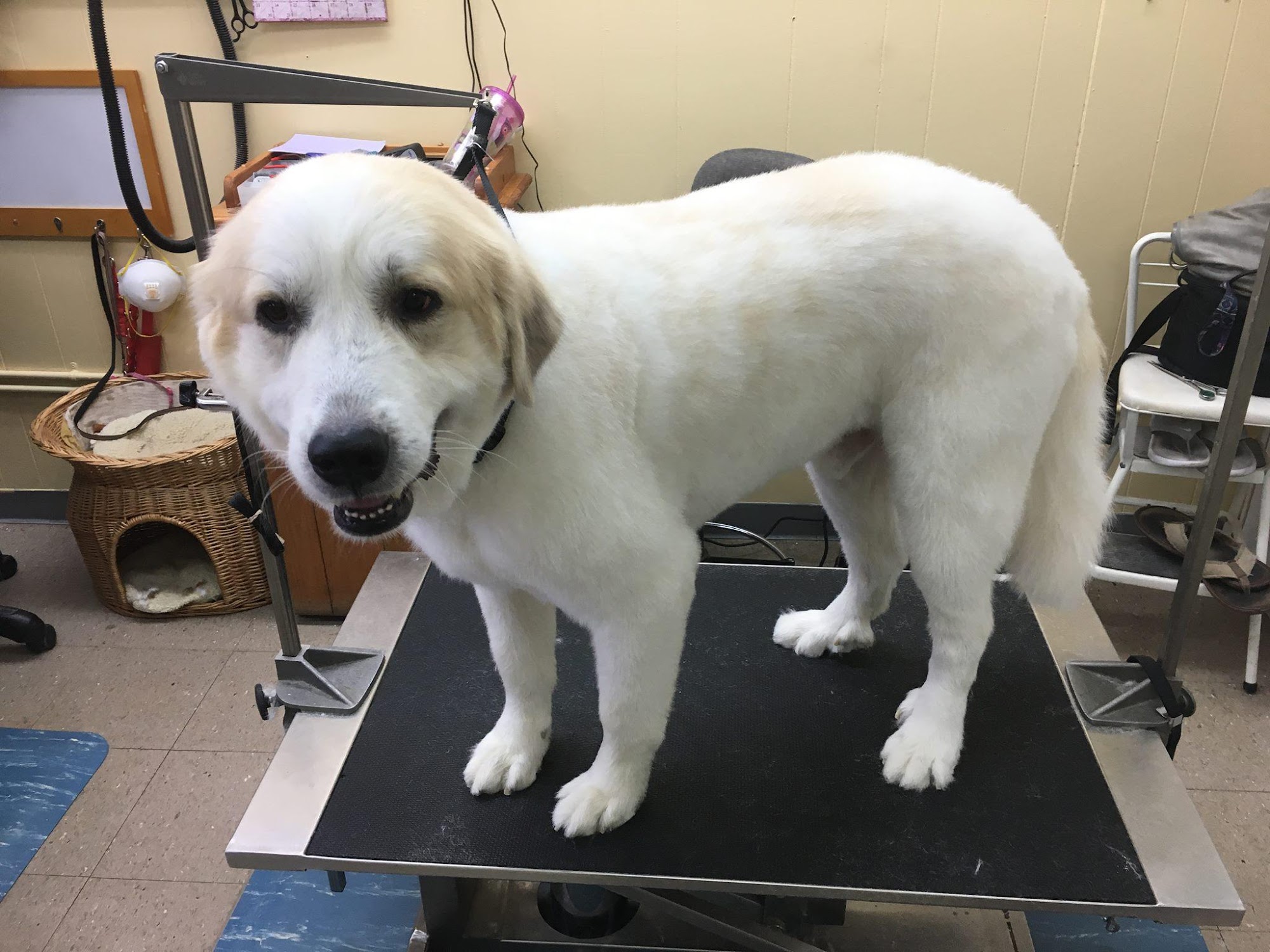 Irene's Grooming Shoppe Burbank