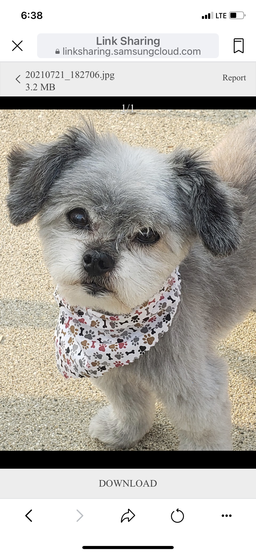 Furry Paws Dog Grooming Cary