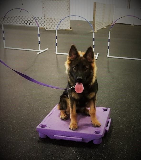 Jodie Vee's Champaign