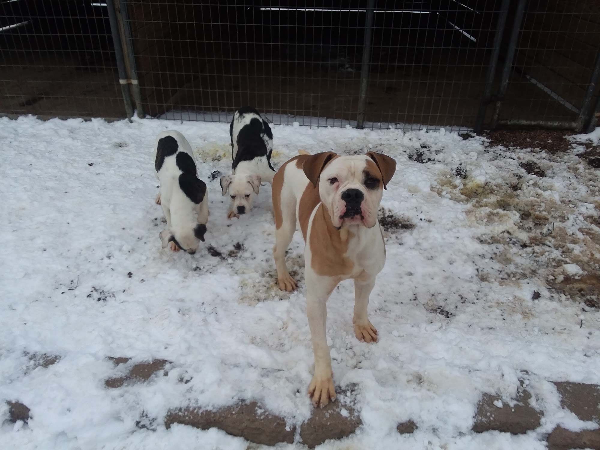 Dog House on the Prairie Champaign