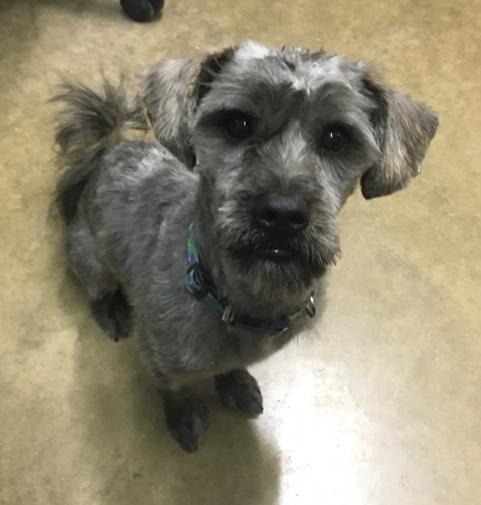 Coles County Animal Shelter Charleston