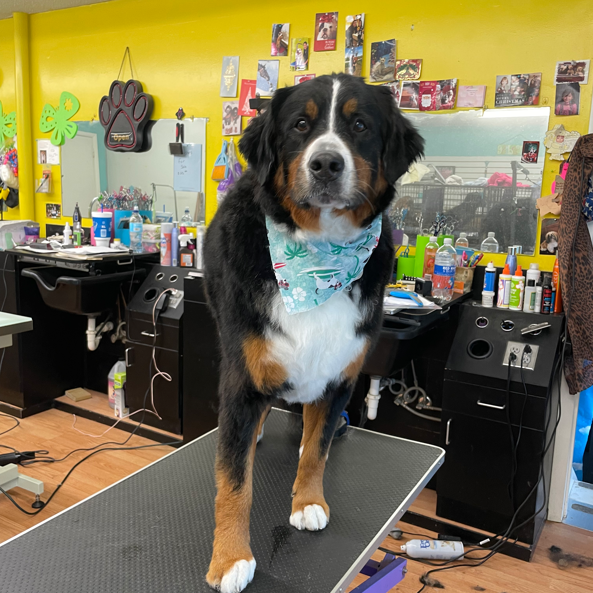 Barkers Paradise Pet Salon Chatham