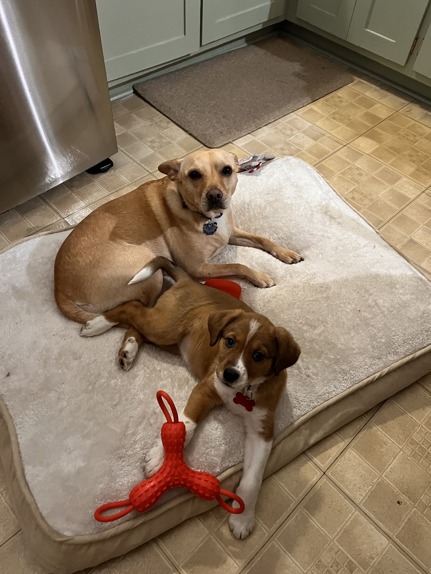 Felines & Canines Chicago