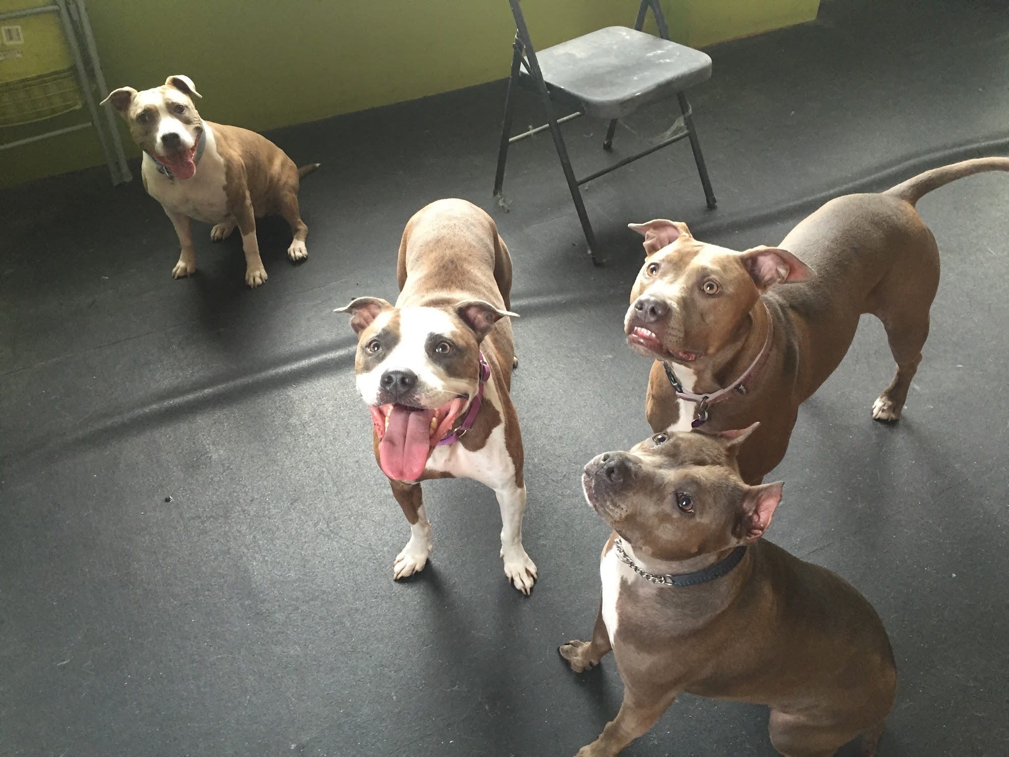 The Doggy Dojo Inc. Chicago