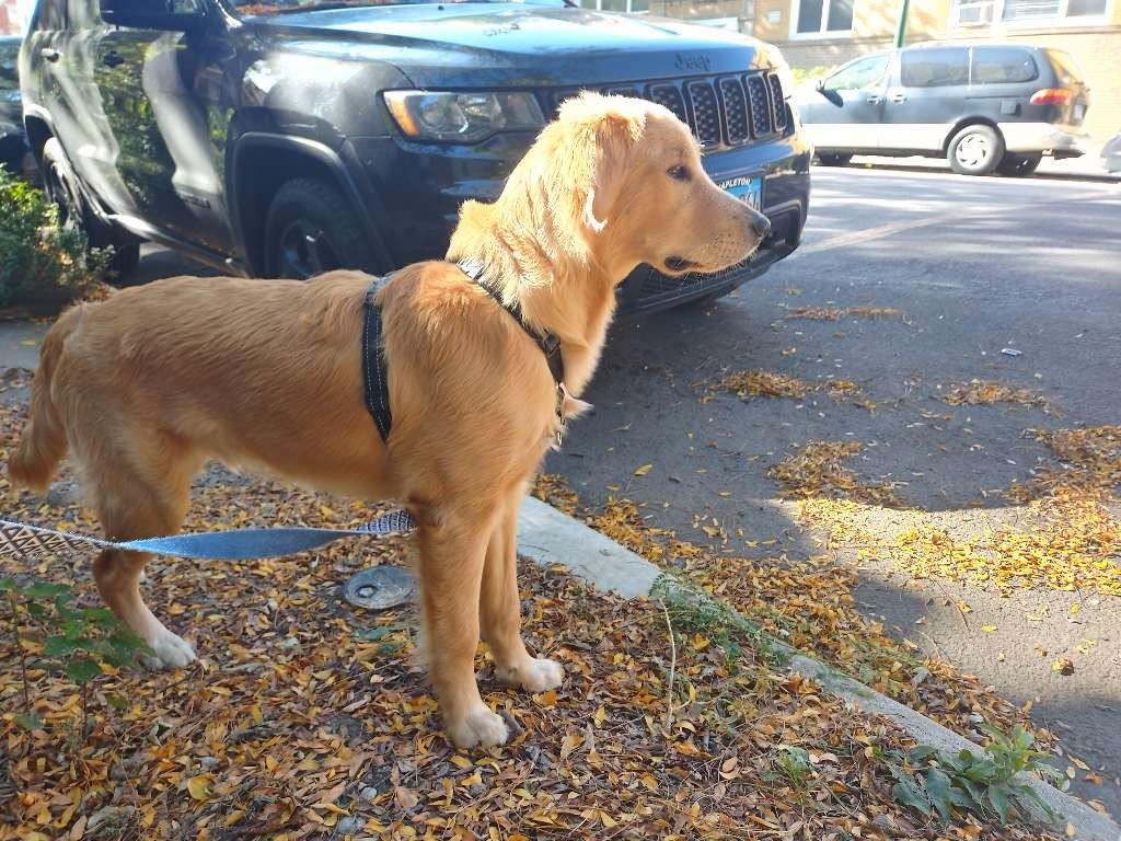 Windy City Dog Walkers Chicago