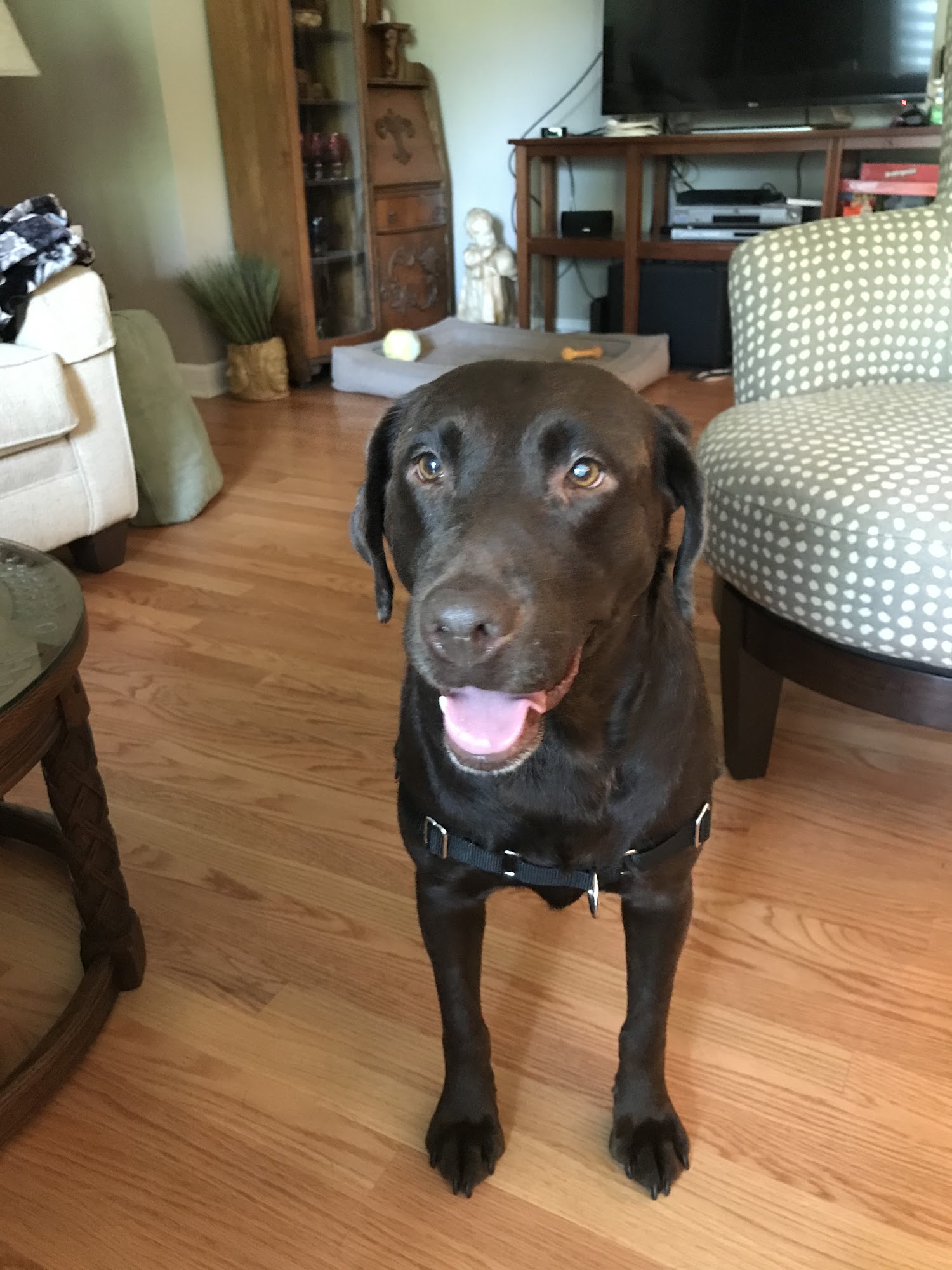 Chicago Canine Rescue Chicago