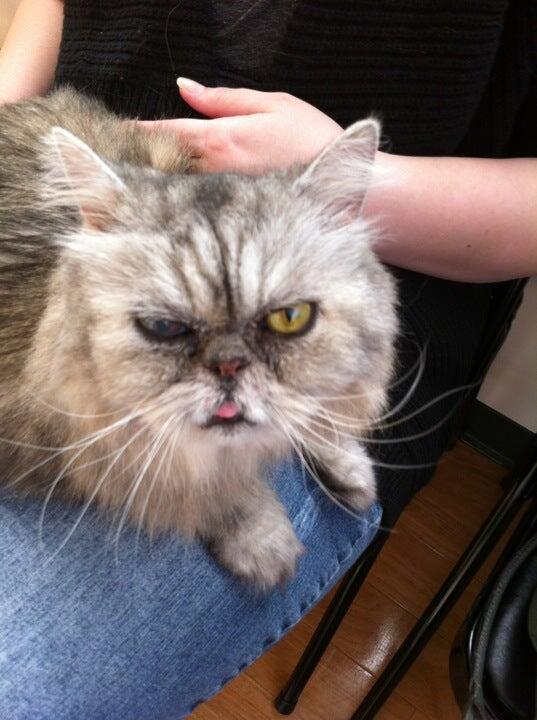 Animal Eye Consultants Crestwood