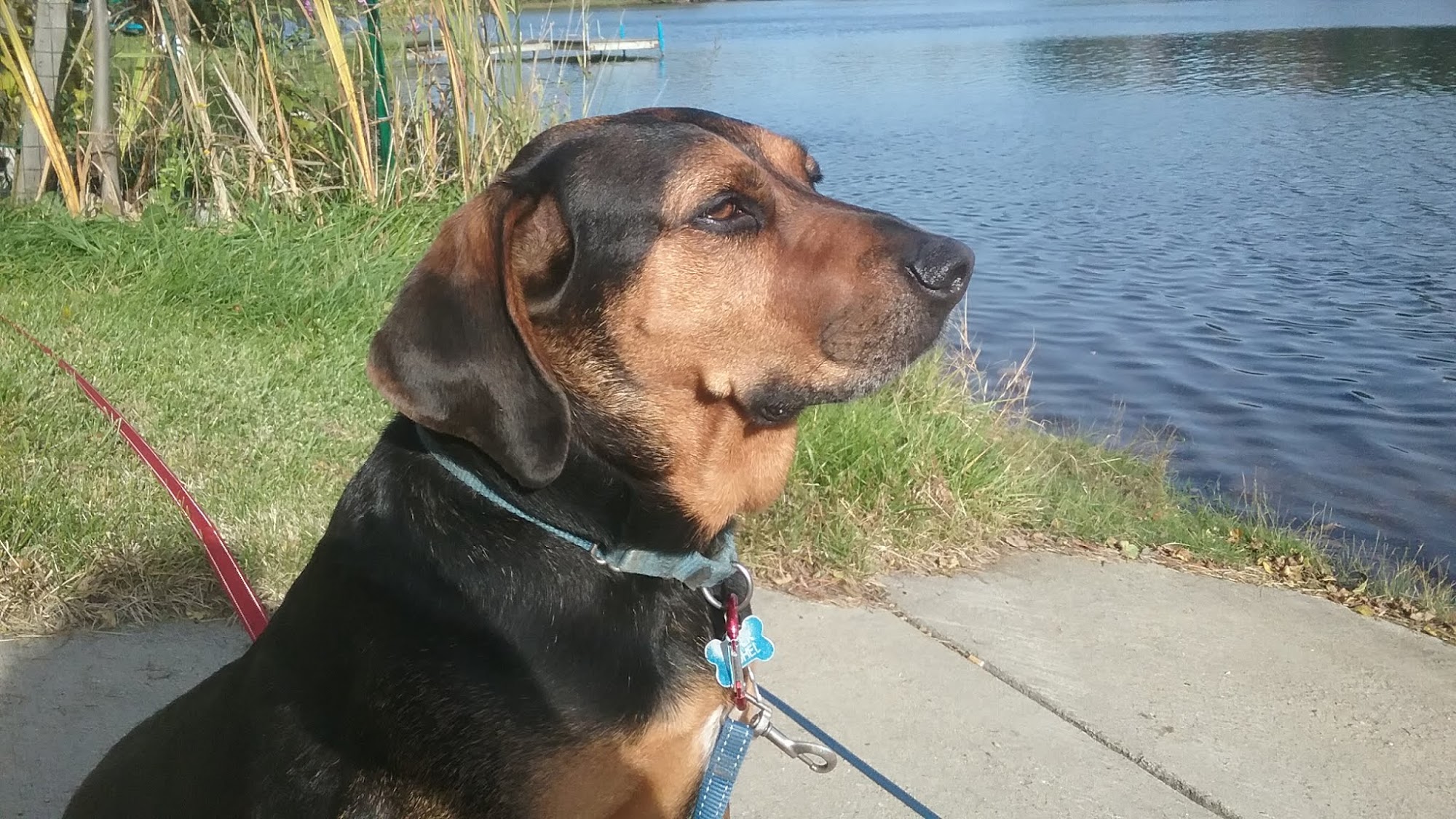 Quality Canines By Kim Crystal Lake