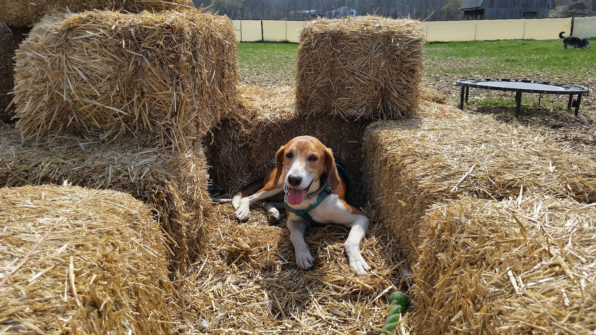 Let's Go For A Walk Crystal Lake
