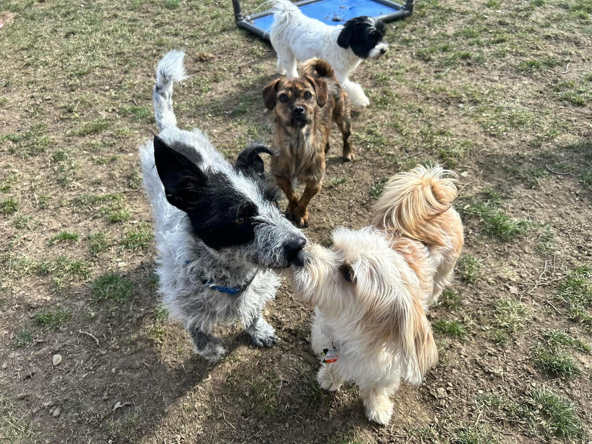 The Dog District Darien