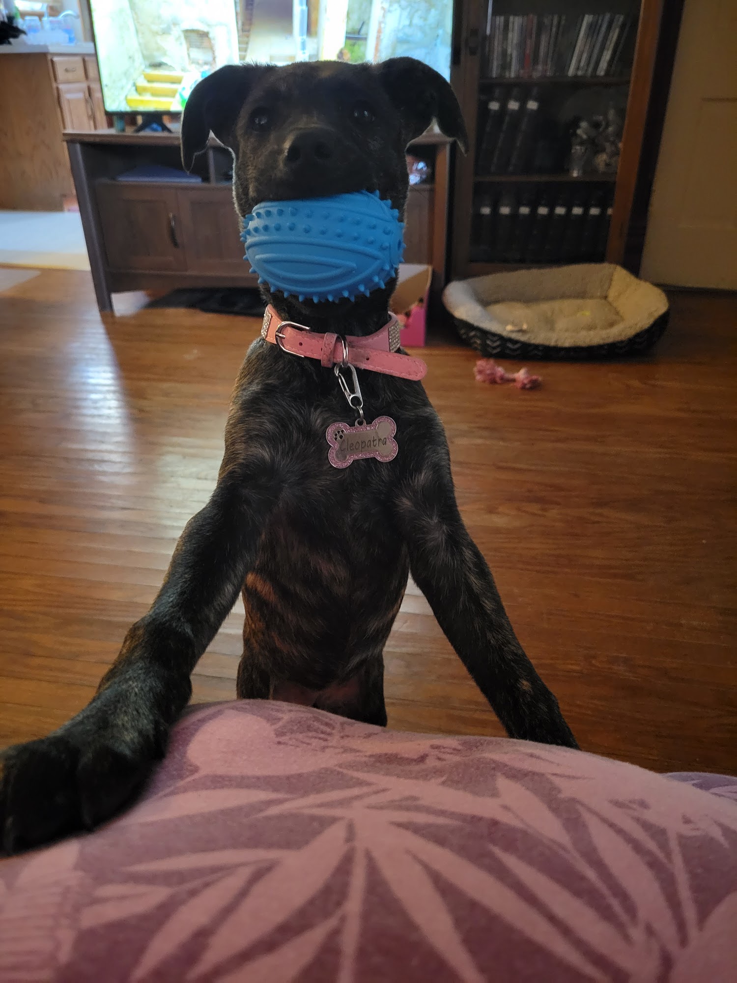 Tails Humane Society DeKalb