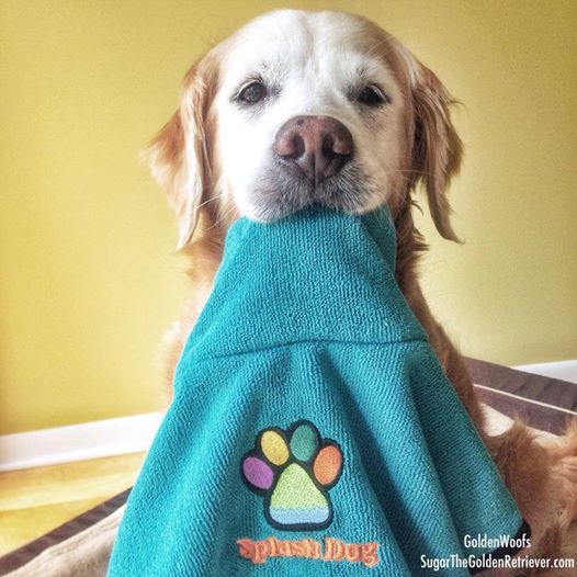 Splash Dog Des Plaines