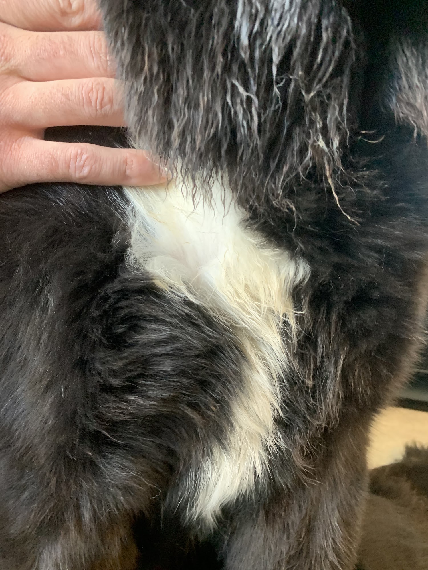 Rex's Place Evanston