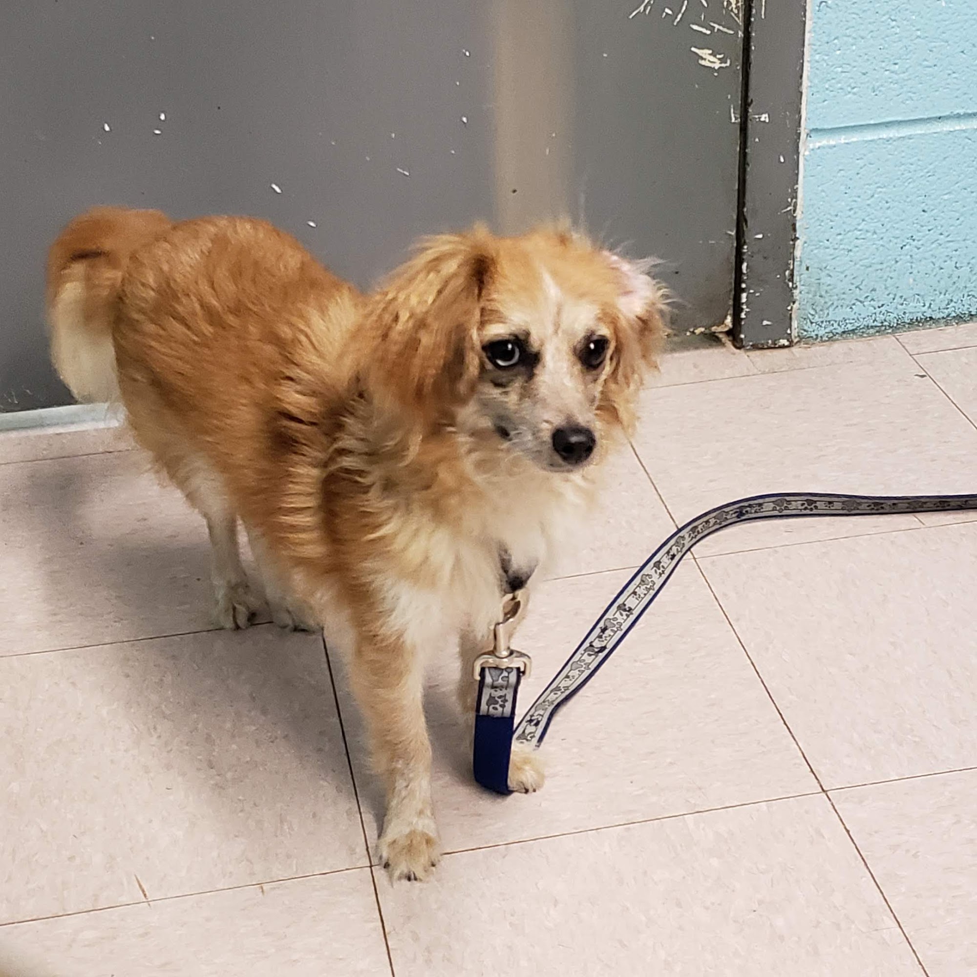 Evanston Animal Shelter Evanston