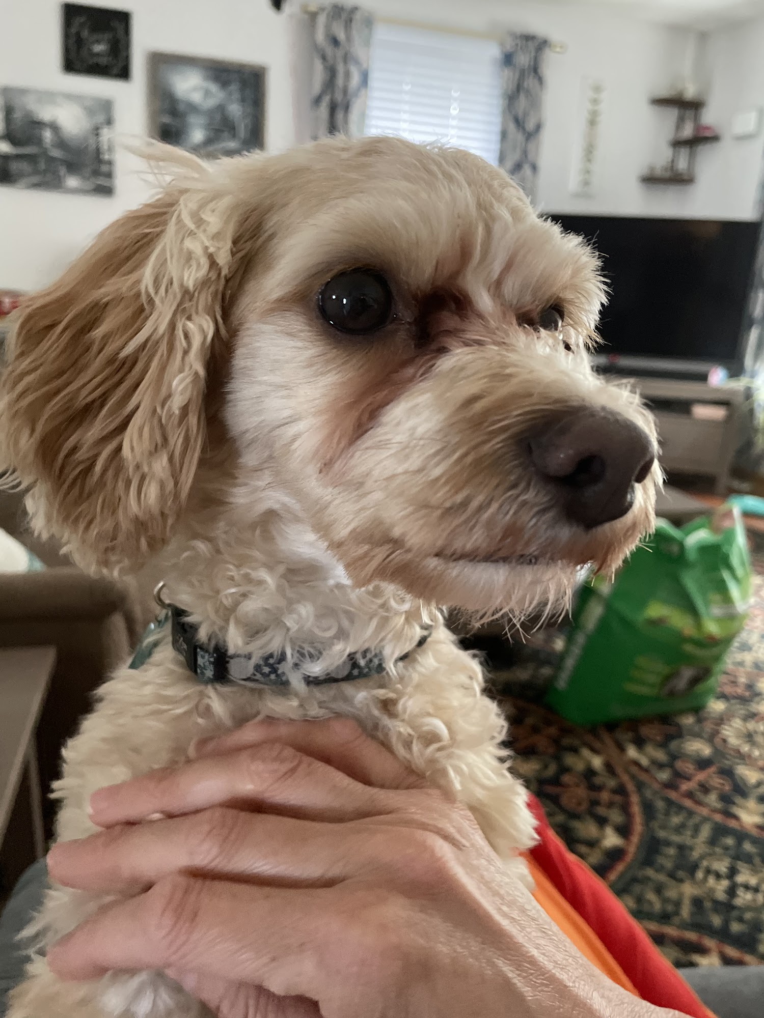 Country Acres Puppies Fairbury