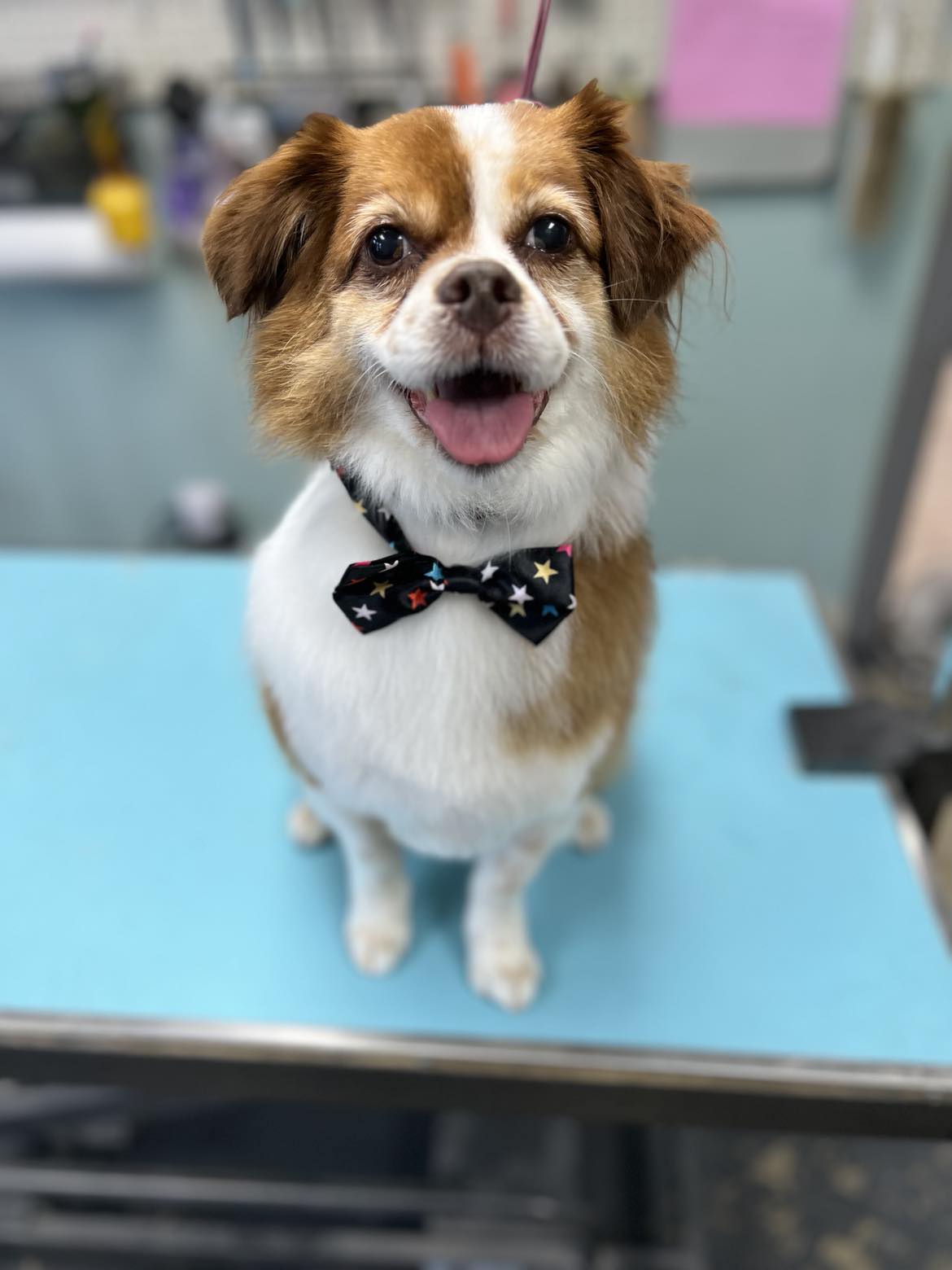 Pink Poodle Pet Salon Fairview Heights