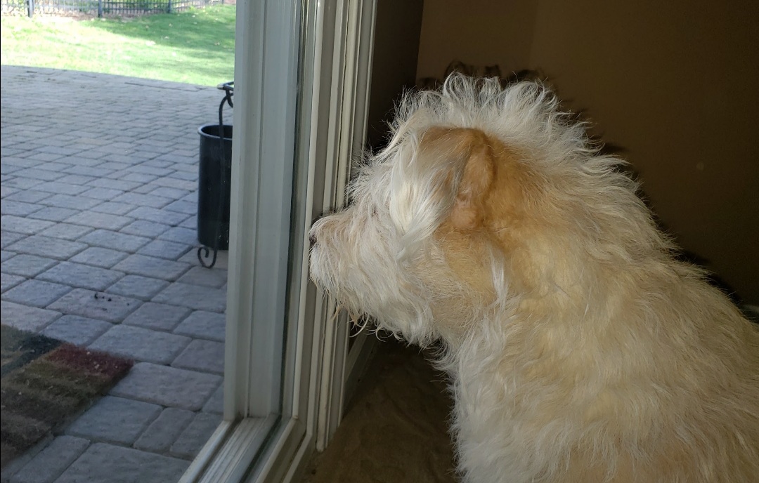 Perfect Paws by Tail Spin LLC Fox Lake