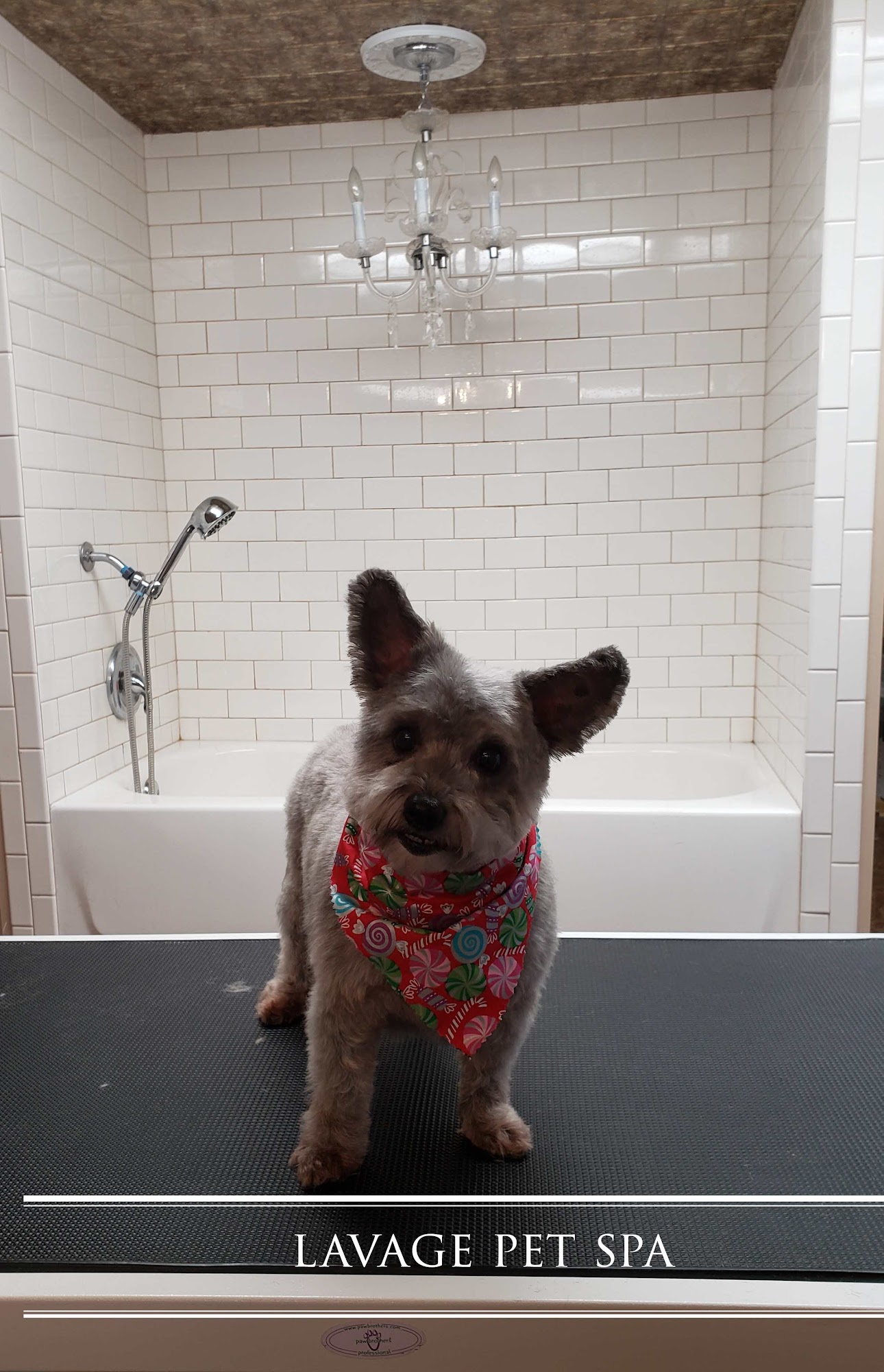 Lavage Pet Spa Fox River Grove