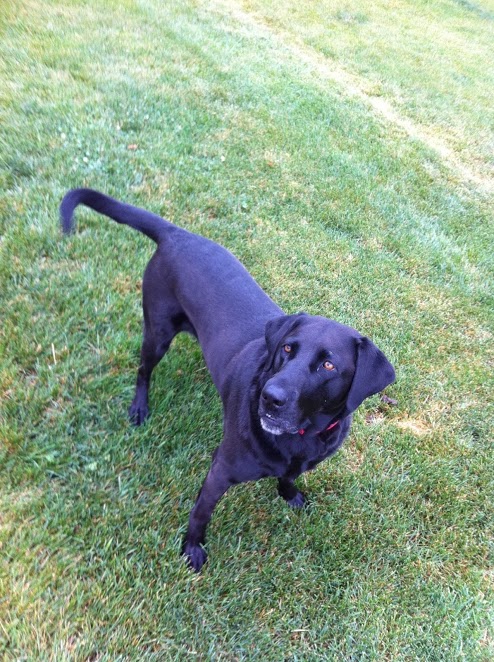 DogGone Running Frankfort
