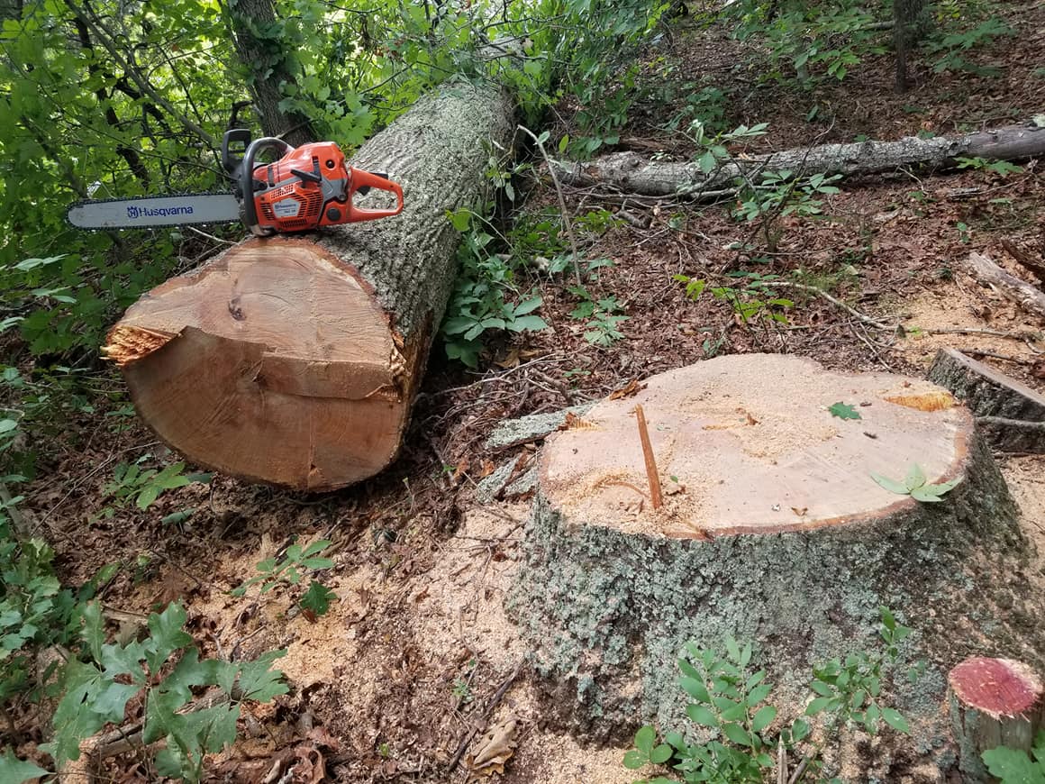 Corbin Tree Removal