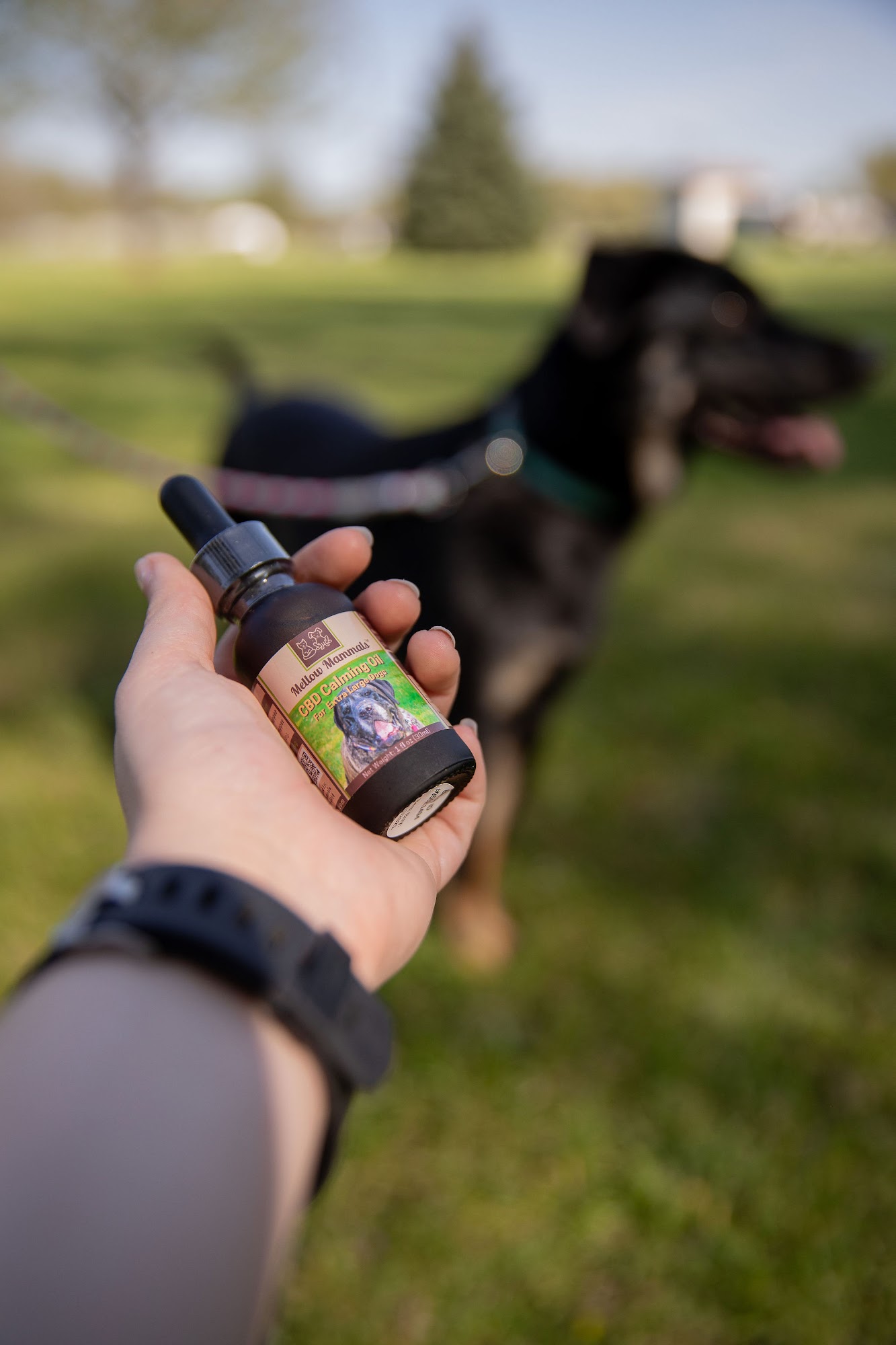 Mellow Mammals Genoa