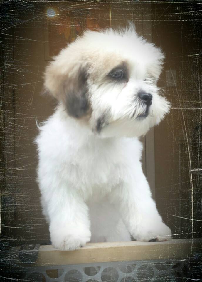 Silver Dog Grooming Salon Grayslake