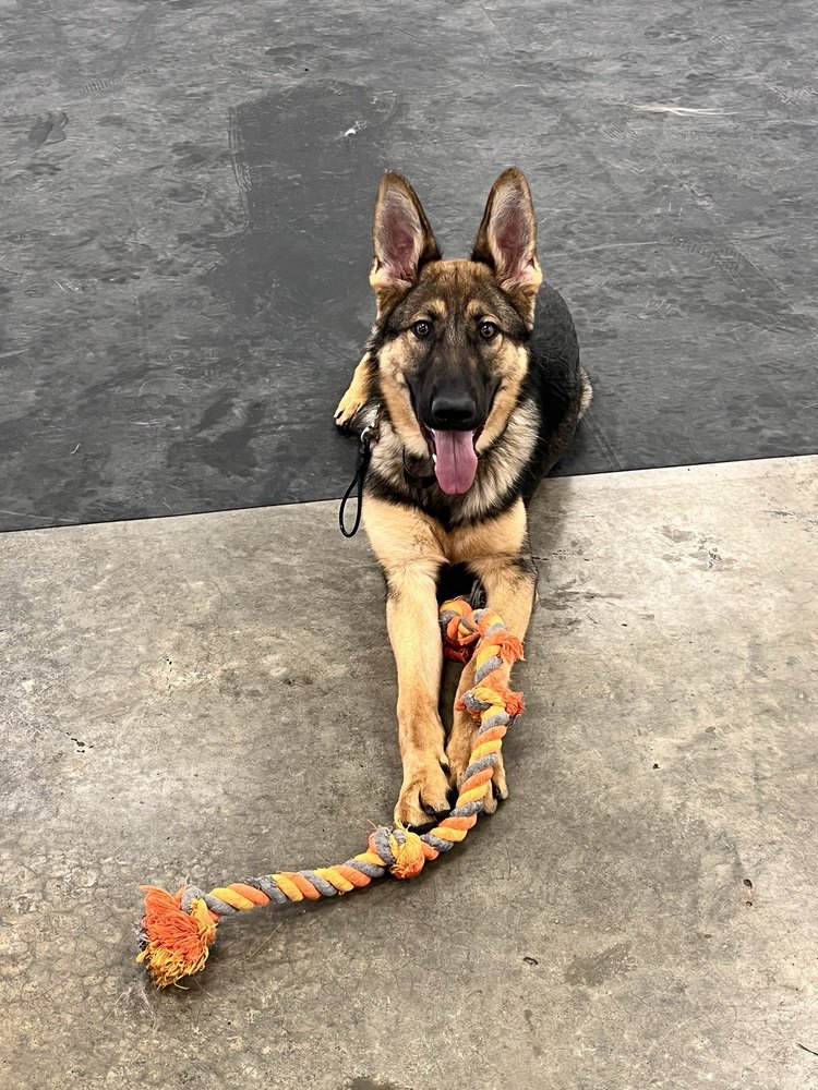 Tops Kennel Grayslake