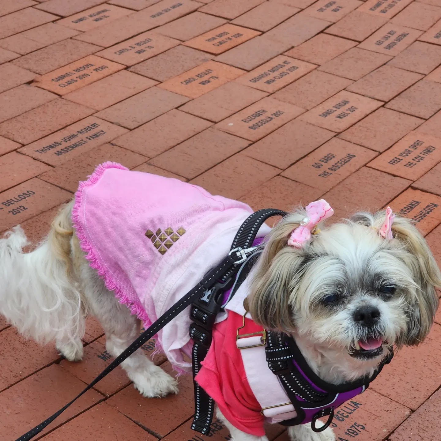 Veterinary Sports Medicine & Rehabilitation of Homer Glen Homer Glen