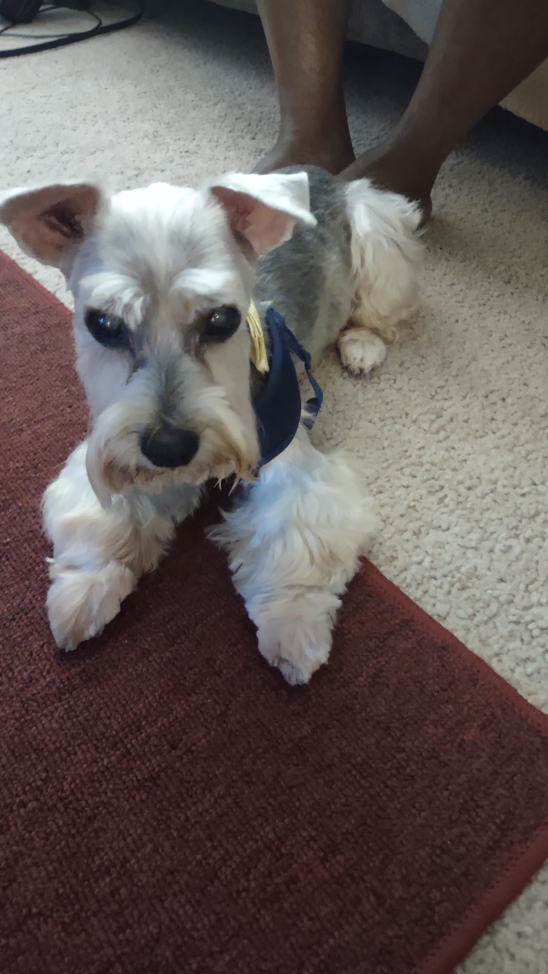 Honey Lane Grooming Homewood