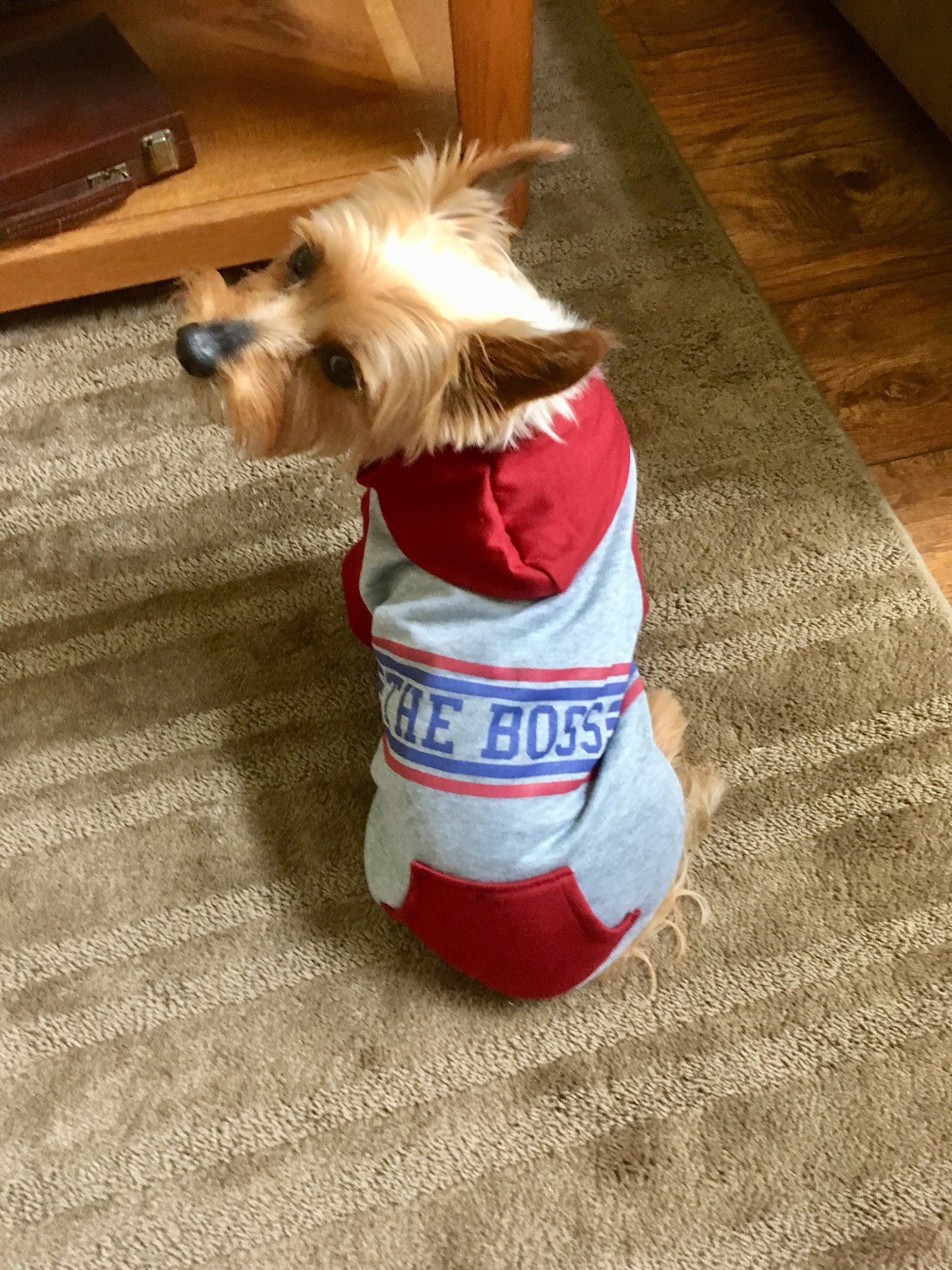 Shampooch & Kitty Huntley