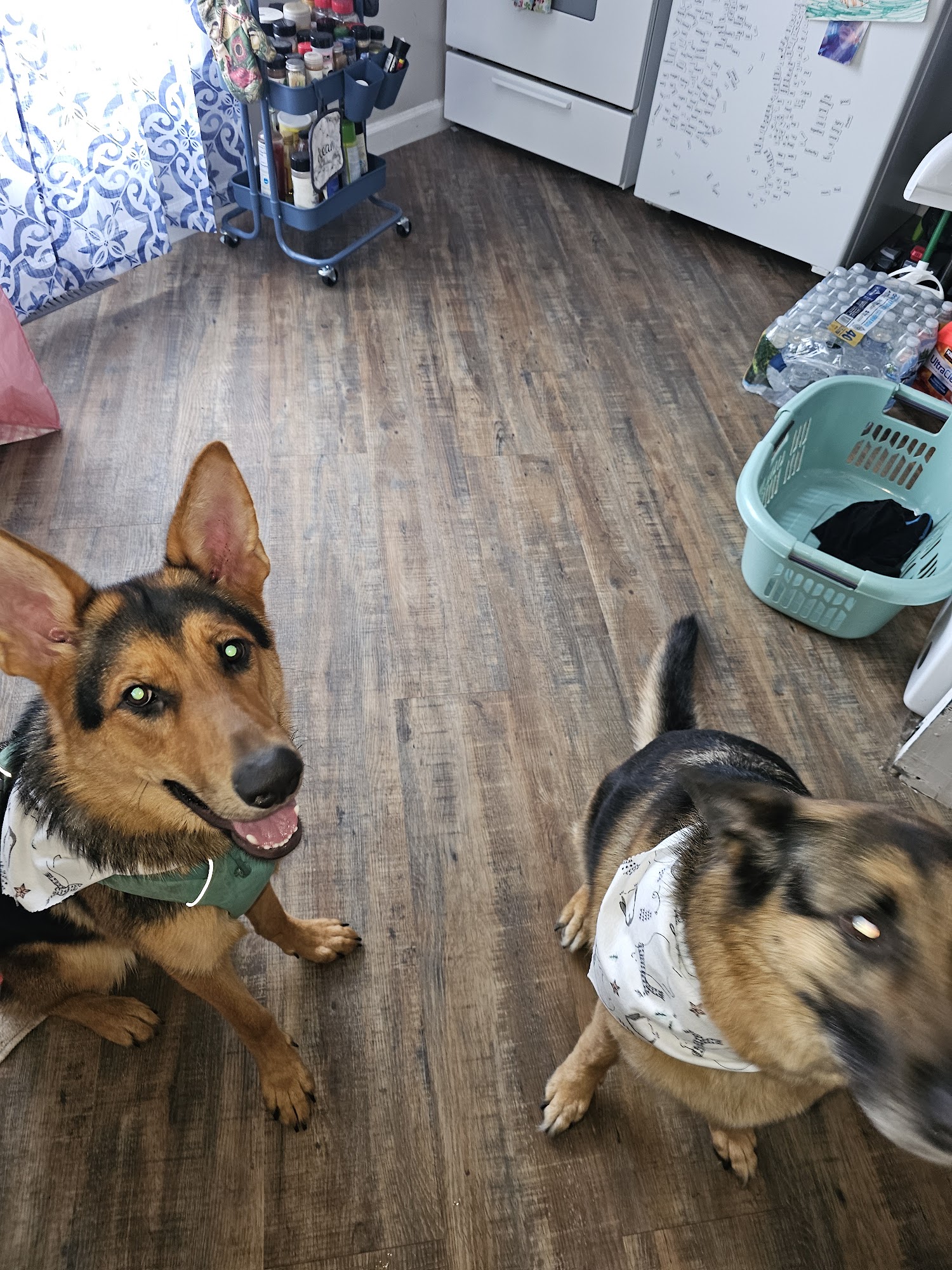 Dog Day Afternoon Ingleside