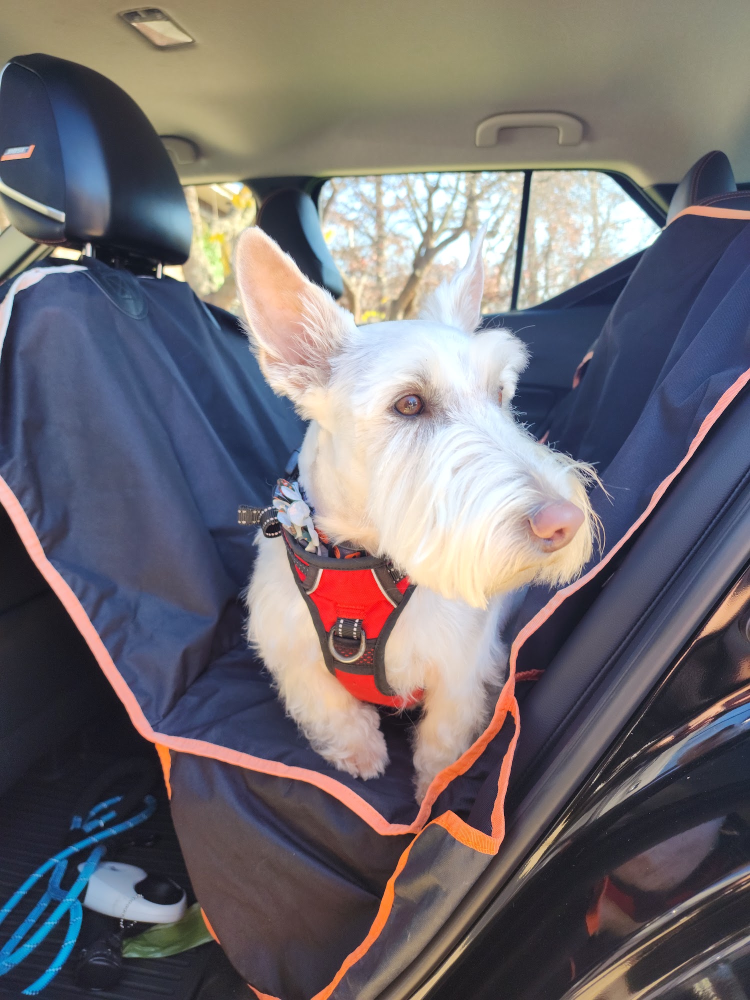 Royal Pet Grooming Itasca