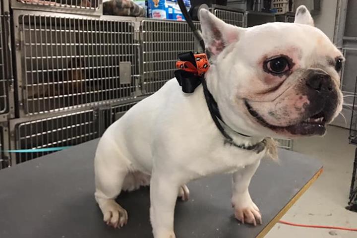 Karen's Pet Grooming, Boarding, and Doggie Day Care Joliet