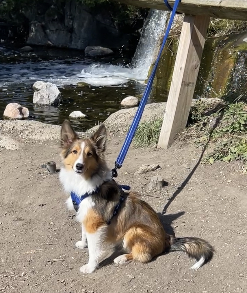 It's a 'Paws'-itive Thing Dog Training Justice